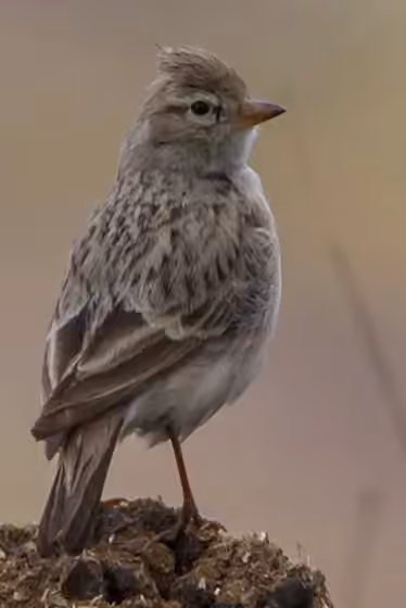 Dokumentasi Calandrella acutirostris