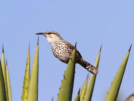 Dokumentasi Campylorhynchus jocosus