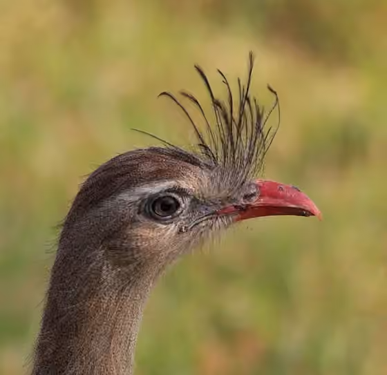 Dokumentasi Cariama cristata