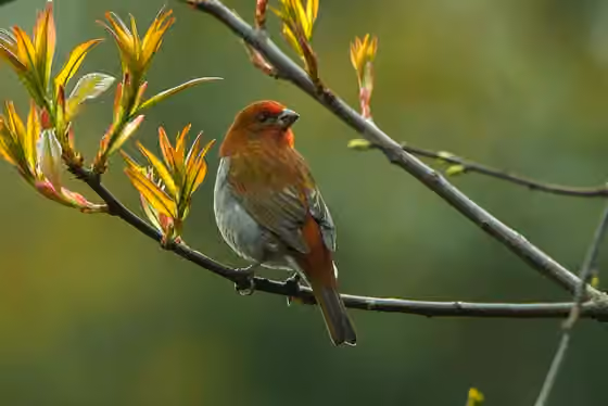 Dokumentasi Carpodacus subhimachalus
