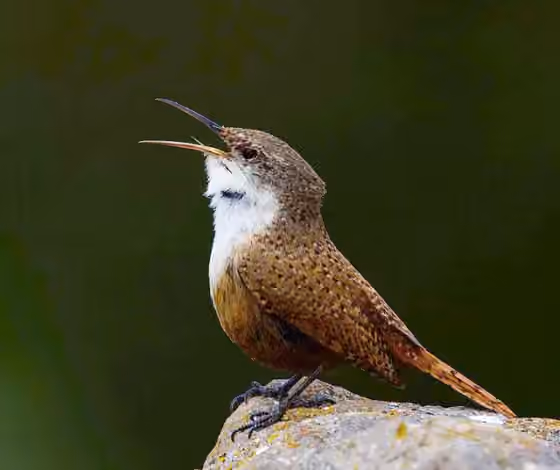 Dokumentasi Catherpes mexicanus