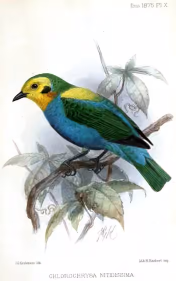 Ilustrasi Chlorochrysa nitidissima