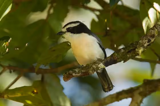 Dokumentasi Chlorophoneus bocagei