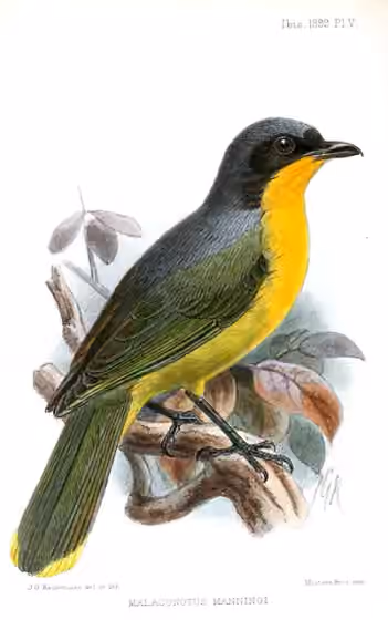 Ilustrasi Chlorophoneus nigrifrons