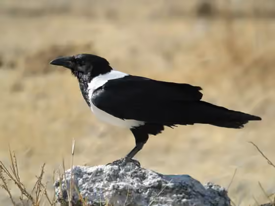Dokumentasi Corvus albus