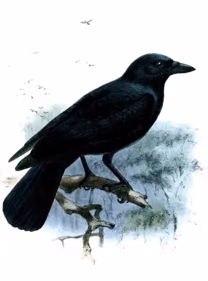 Ilustrasi Corvus moneduloides