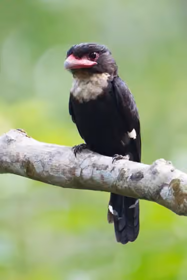 Dokumentasi Corydon sumatranus