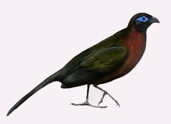 Ilustrasi Coua serriana