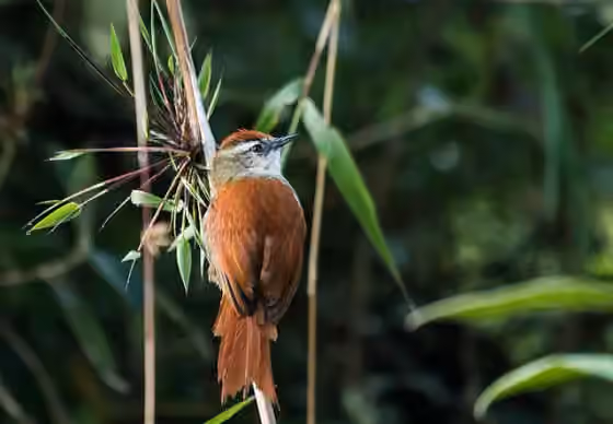 Dokumentasi Cranioleuca marcapatae