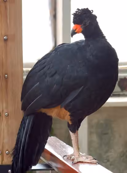 Dokumentasi Crax globulosa