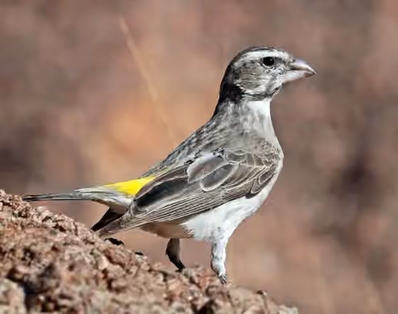 Dokumentasi Crithagra albogularis