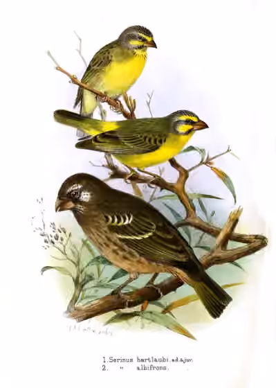 Ilustrasi Crithagra burtoni pada burung paling bawah; dua burung di atasnya mewakili spesies lain.