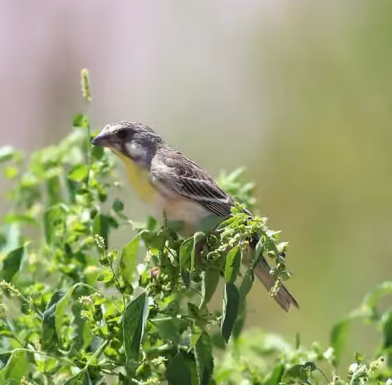 Dokumentasi Crithagra citrinipectus
