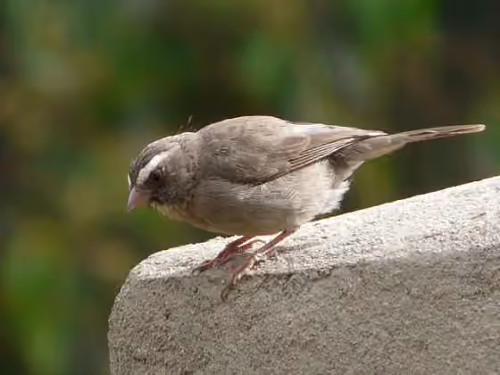 Dokumentasi Crithagra tristriata