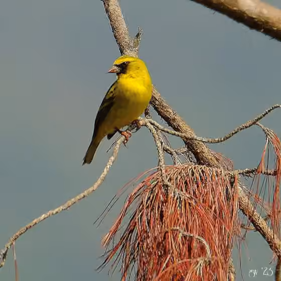 Dokumentasi Crithagra frontalis