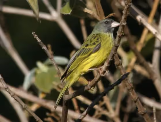 Dokumentasi Crithagra hyposticta
