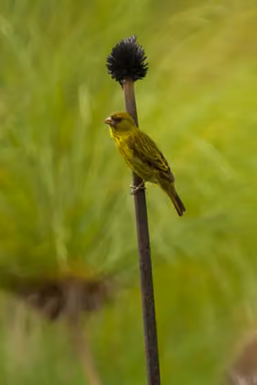 Dokumentasi Crithagra koliensis