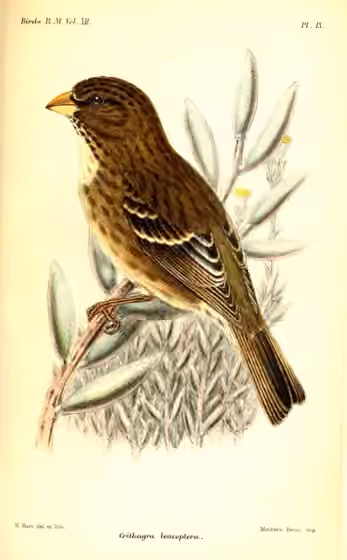 Ilustrasi Crithagra leucoptera