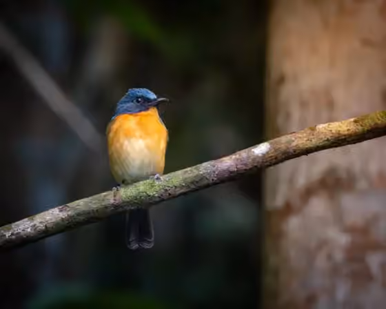 Dokumentasi Cyornis banyumas