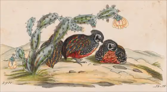 Pelat ilustrasi Cyrtonyx ocellatus dengan beberapa figur burung