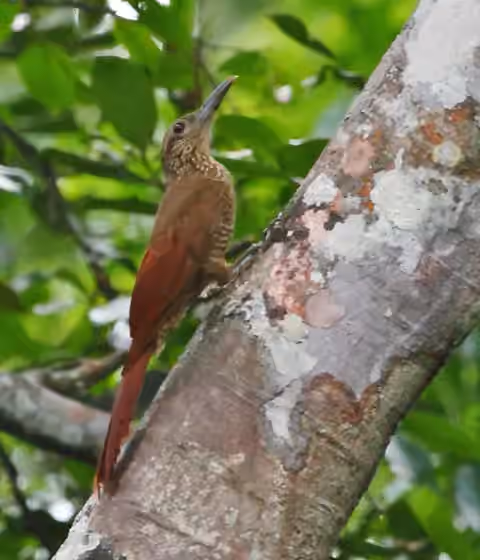 Dokumentasi Dendrocolaptes picumnus