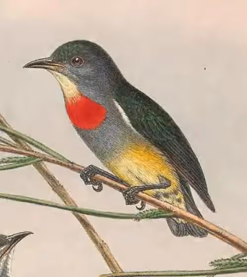 Ilustrasi Dicaeum aeneum
