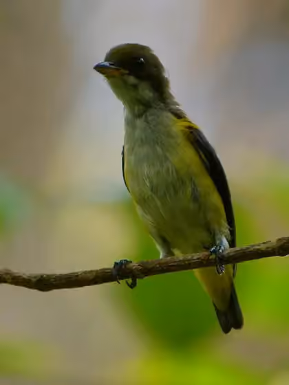 Dokumentasi Dicaeum aureolimbatum