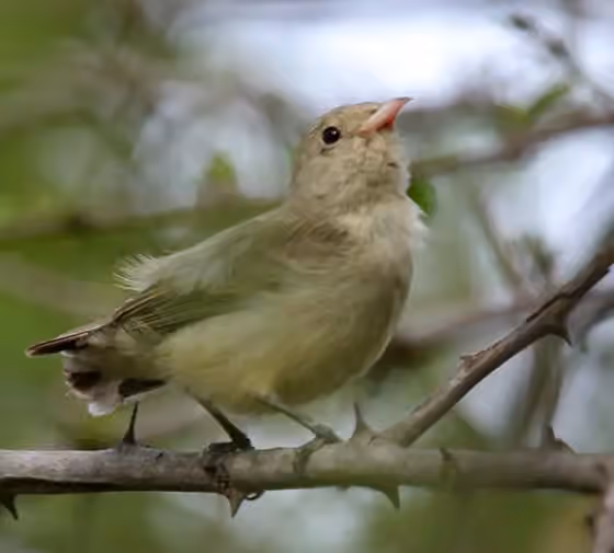 Dokumentasi Dicaeum erythrorhynchos