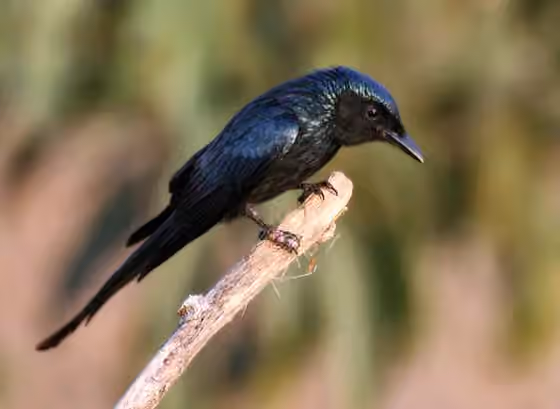 Dokumentasi Dicrurus aeneus
