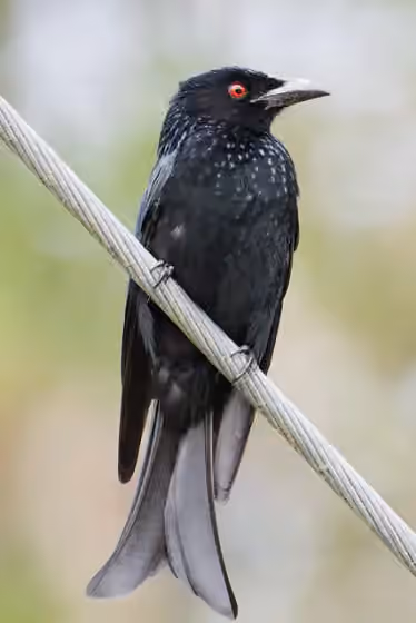 Dokumentasi Dicrurus bracteatus