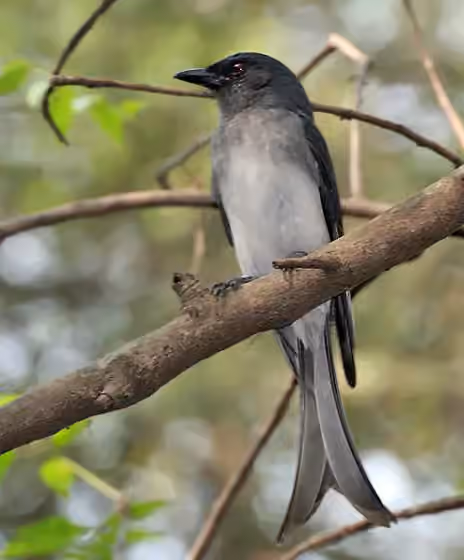 Dokumentasi Dicrurus caerulescens