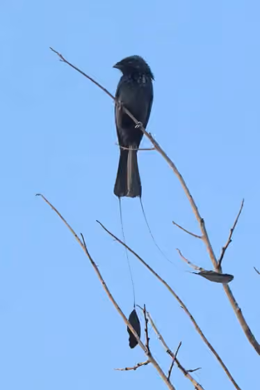 Dokumentasi Dicrurus remifer