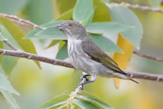 Dokumentasi Dicaeum agile