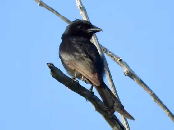 Dokumentasi Dicrurus aldabranus