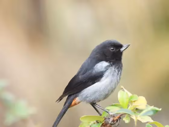 Dokumentasi Diglossa carbonaria