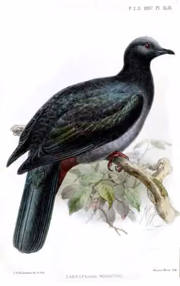 Ilustrasi Ducula whartoni