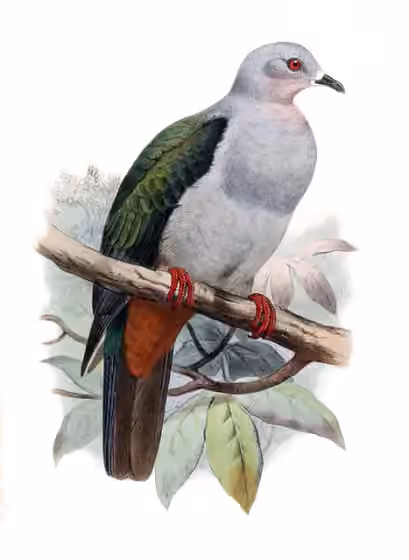 Ilustrasi Ducula pistrinaria
