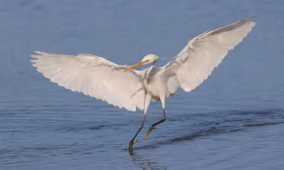 Dokumentasi Egretta eulophotes