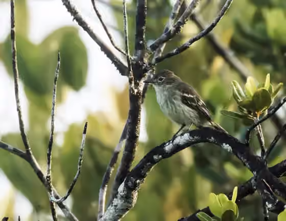 Dokumentasi Elaenia ruficeps