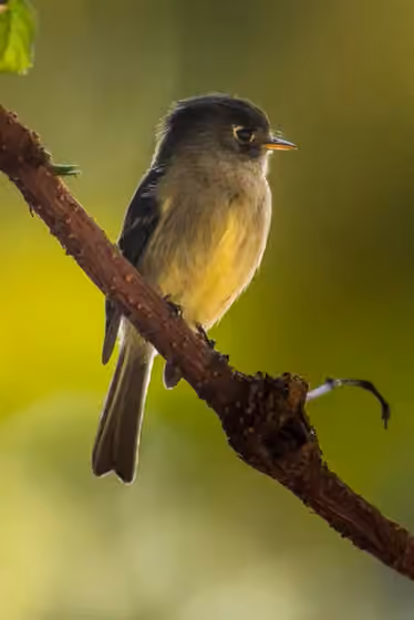 Dokumentasi Empidonax atriceps