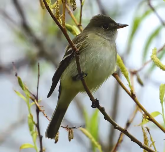 Dokumentasi Empidonax flaviventris