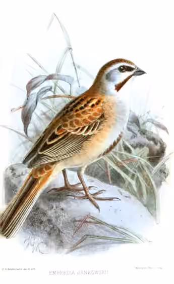 Ilustrasi Emberiza jankowskii
