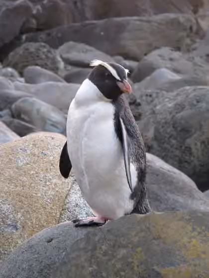 Dokumentasi Eudyptes pachyrhynchus
