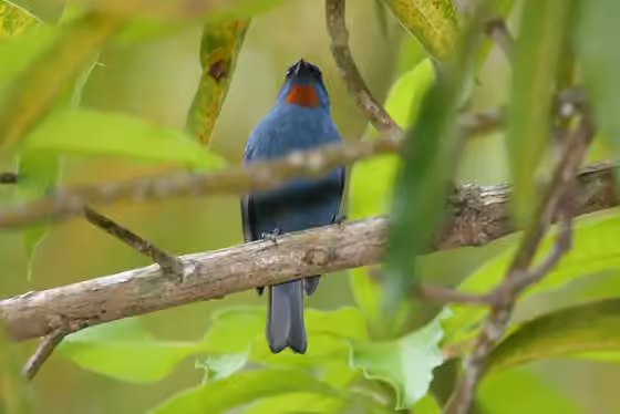 Dokumentasi Euneornis campestris