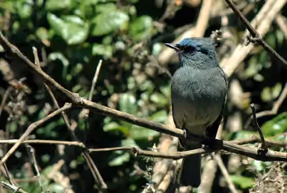 Dokumentasi Eumyias sordidus