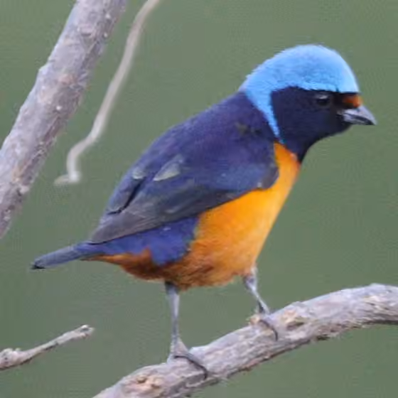 Dokumentasi Euphonia elegantissima