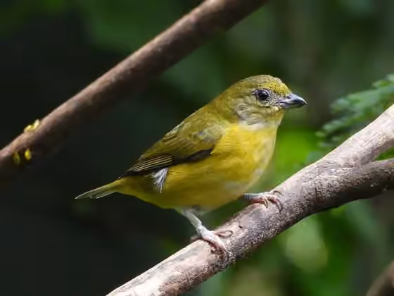 Dokumentasi Euphonia hirundinacea