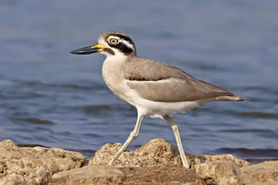 Dokumentasi Esacus recurvirostris