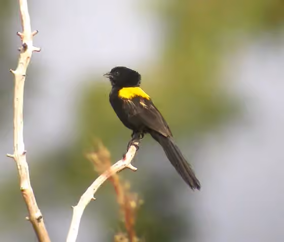 Dokumentasi Euplectes macroura