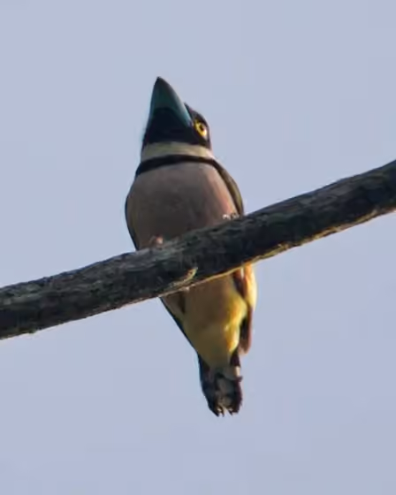 Dokumentasi Eurylaimus ochromalus